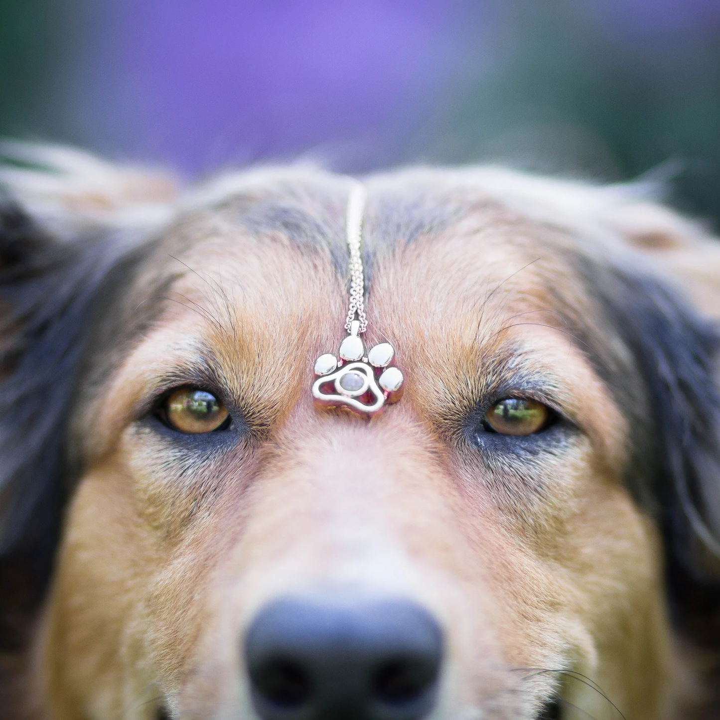 Tu Mascota, Tu Amuleto Collar con Foto Personalizada